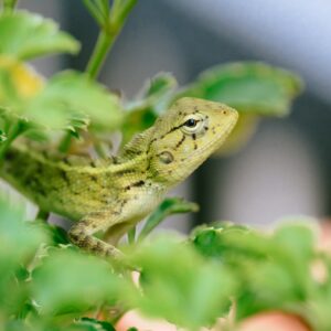 habitat plus écologique