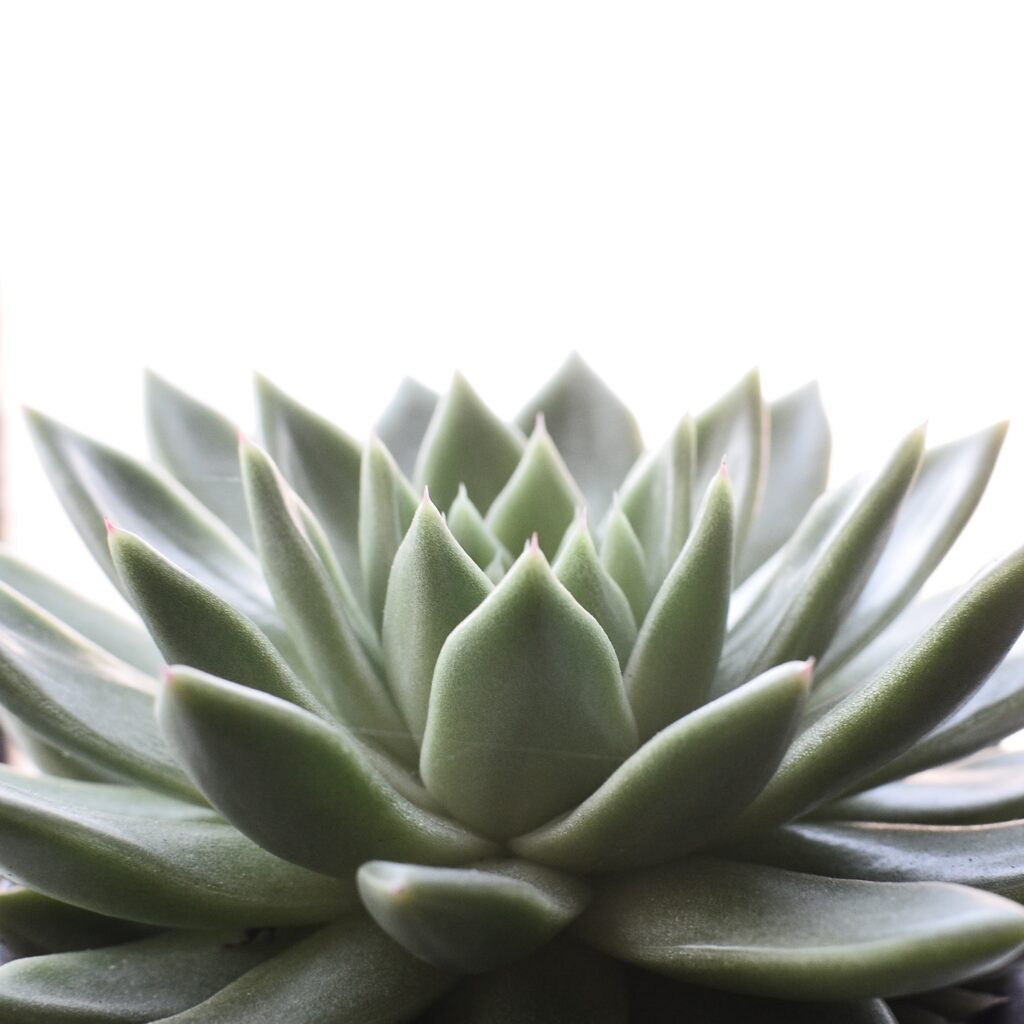 astuces pour une vie saine