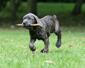 entraînement des maîtres chiens 