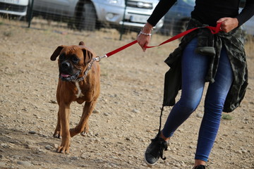 formation pour devenir maître chien