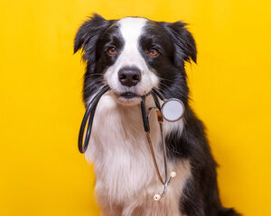 Sensibilisation à la cause animale