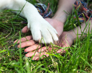 Responsable de refuge animalier