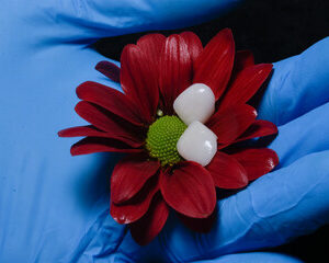 blanchiment dentaire