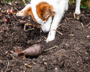 chiens de détection d'explosifs