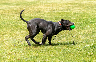 devenir un dresseur de chiens