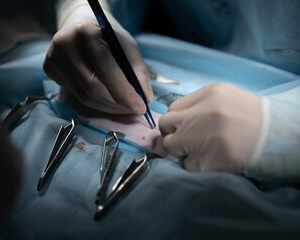 vétérinaires de garde