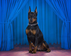 reconnaissance croissante