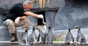 témoins des comportements