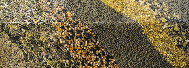 au bien-être des animaux