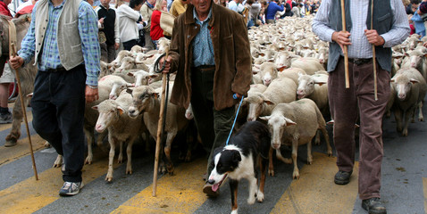 transhumance