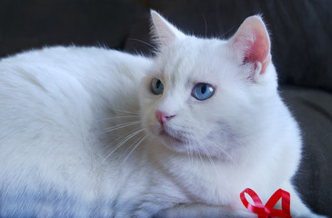 problèmes de marquage urinaire