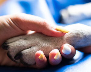 passion qui se partage