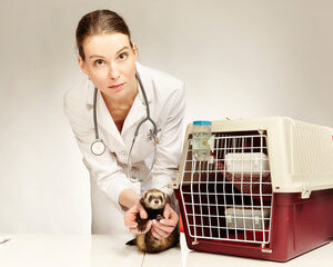 Communication et relation avec le vétérinaire