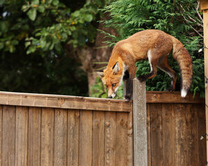 citadins et les renards urbains