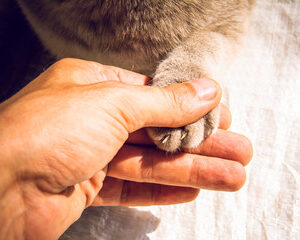 pensionnat pour chiens et chats