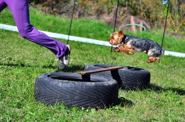 enfant et un animal de compagnie