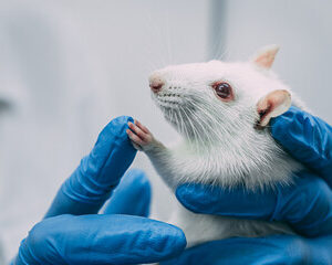  associations de protection des animaux