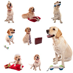 comportementaliste animalier