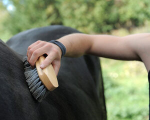  toilettage équin 