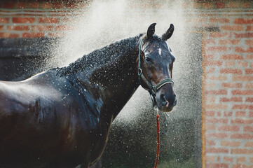 Groom pour chevaux à Paris