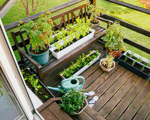 potager urbain sur votre balcon