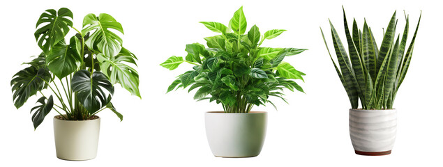 plantes et des jardins