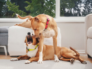 défi des agents animaliers en refuge