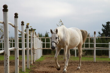 Grooming équin à Paris
