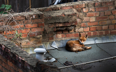 protection des espèces sauvages