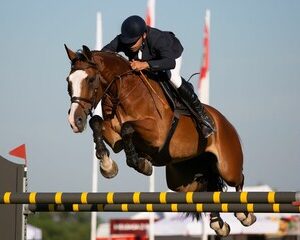 compétitions équestres