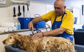 Toiletteuse-toiletteuse