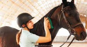 Grooming équin