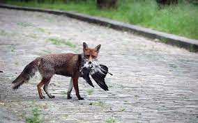 la gestion de la faune en ville