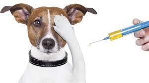 La vaccination animale