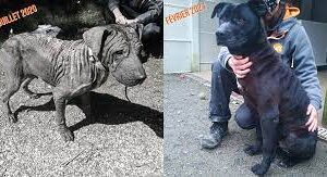 Le combat contre l'abandon