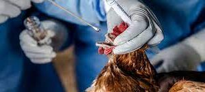 vétérinaire préventive