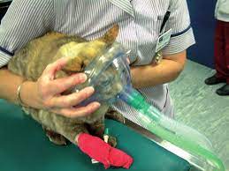 La traumatologie vétérinaire