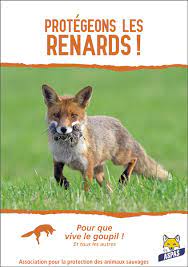 renards sauvages