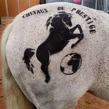 passionnés de chevaux