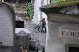les voisins des parisiens