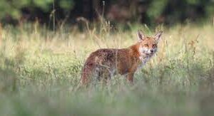 conservation des écosystèmes