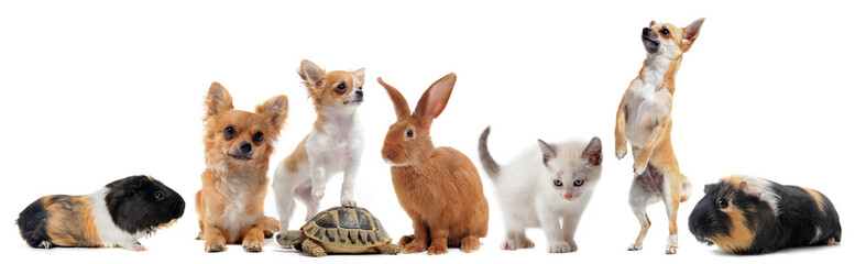 Éleveurs d'Animaux de Compagnie