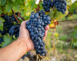 Choix des Cadeaux Vinicoles