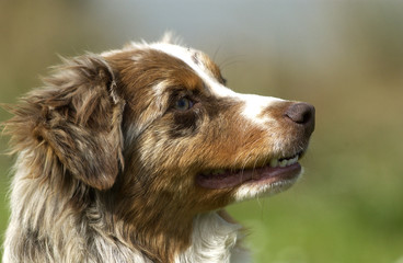 Services de Dresseur de Chiens