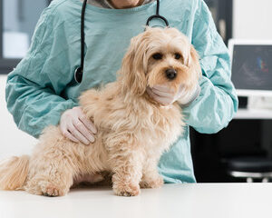 formation et les compétences 