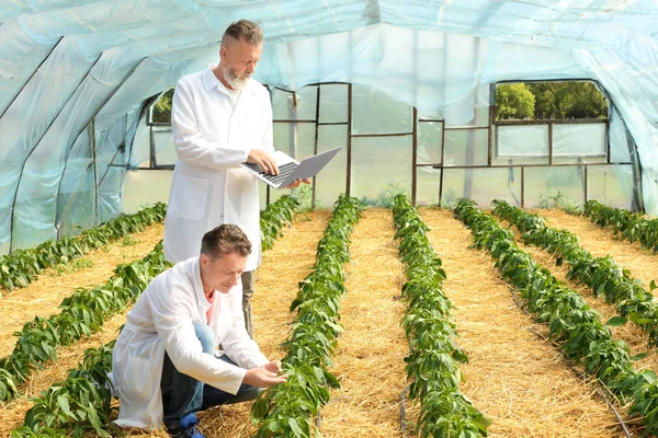 variétés anciennes