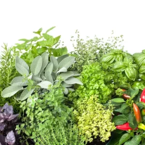 Plantes Aromatiques