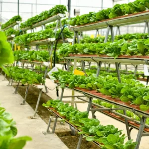 Cultiver en Verticale