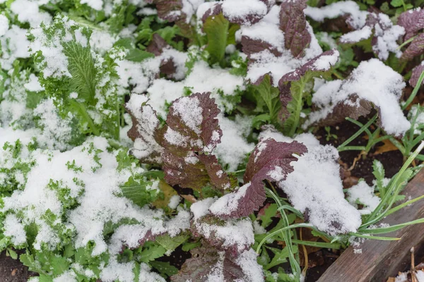 Cultiver en Toute Saison