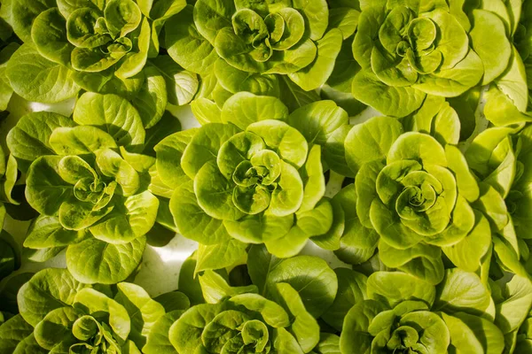 Résilience Alimentaire